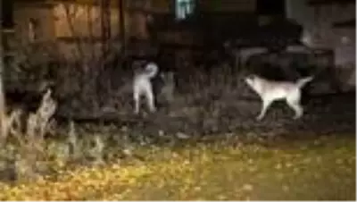 Sarıkamış'ta mahalleye inen bozayı ve tilki görüntülendi Sarıkamış'ta mahalleye inen bozayı ve tilki görüntülendi