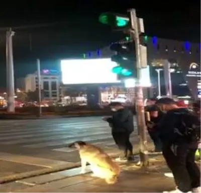 Sokak köpeği yolun karşısına geçmek için yeşil ışığı bekledi Sokak köpeği yolun karşısına geçmek için yeşil ışığı bekledi