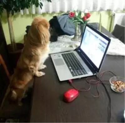 Tüylerini cüzdanında taşıdığı köpeği için başlattığı hukuk mücadelesini 1.5 yıldır sürdürüyor Tüylerini cüzdanında taşıdığı köpeği için başlattığı hukuk mücadelesini 1.5 yıldır sürdürüyor