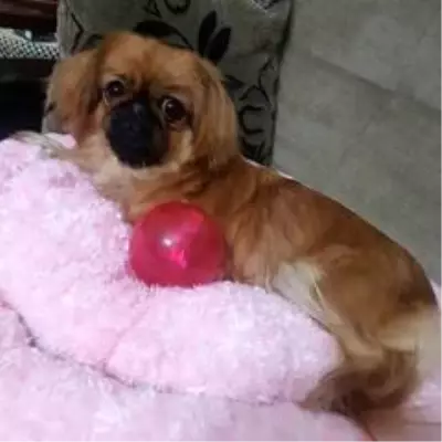 Tüylerini cüzdanında taşıdığı köpeği için başlattığı hukuk mücadelesini 1.5 yıldır sürdürüyor Tüylerini cüzdanında taşıdığı köpeği için başlattığı hukuk mücadelesini 1.5 yıldır sürdürüyor
