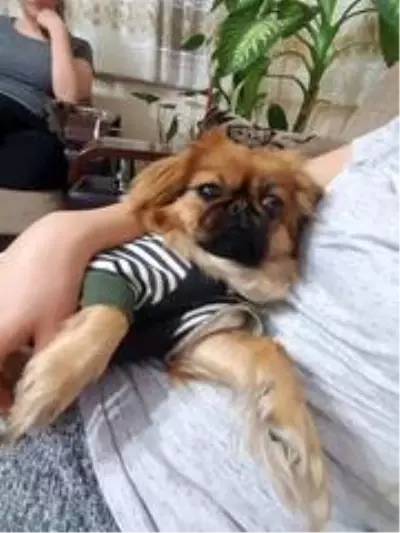 Tüylerini cüzdanında taşıdığı köpeği için başlattığı hukuk mücadelesini 1.5 yıldır sürdürüyor Tüylerini cüzdanında taşıdığı köpeği için başlattığı hukuk mücadelesini 1.5 yıldır sürdürüyor