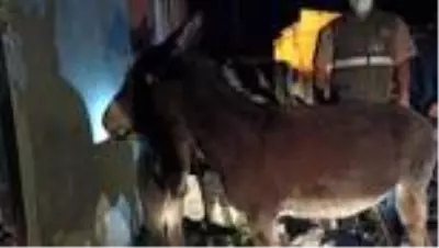 Yavru eşeğe eziyet ettikleri ileri sürülen iki kişiye para cezası kesildi Yavru eşeğe eziyet ettikleri ileri sürülen iki kişiye para cezası kesildi