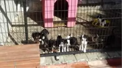 Yazlıkçıların sokağa terk ettikleri hayvanlara belediye sahip çıktı Yazlıkçıların sokağa terk ettikleri hayvanlara belediye sahip çıktı