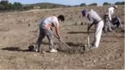 Yozgat'ın bozkırında devlet desteğiyle trüf mantarı üretilecek Yozgat'ın bozkırında devlet desteğiyle trüf mantarı üretilecek