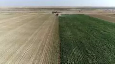 Aksaray'da pancar hasadı sürüyor