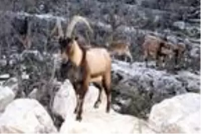 Son dakika! Antalya ve Isparta'daki 47 yaban hayvanı av ihalesi davalık oldu Son dakika! Antalya ve Isparta'daki 47 yaban hayvanı av ihalesi davalık oldu