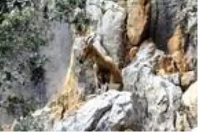 Son dakika! Antalya ve Isparta'daki 47 yaban hayvanı av ihalesi davalık oldu Son dakika! Antalya ve Isparta'daki 47 yaban hayvanı av ihalesi davalık oldu