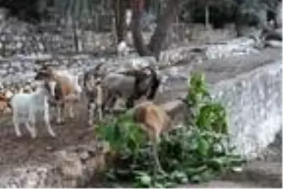 Aşırlı Adası'ndaki dağ keçilerine yiyecek ve içecek Aşırlı Adası'ndaki dağ keçilerine yiyecek ve içecek