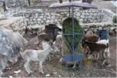 Aşırlı Adası'ndaki dağ keçilerine yiyecek ve içecek Aşırlı Adası'ndaki dağ keçilerine yiyecek ve içecek