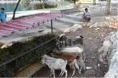 Aşırlı Adası'ndaki dağ keçilerine yiyecek ve içecek Aşırlı Adası'ndaki dağ keçilerine yiyecek ve içecek