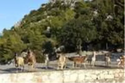 Aşırlı Adası'ndaki dağ keçilerine yiyecek ve içecek Aşırlı Adası'ndaki dağ keçilerine yiyecek ve içecek