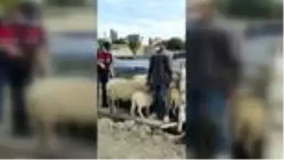Başkentte hayvan hırsızlığı Başkentte hayvan hırsızlığı