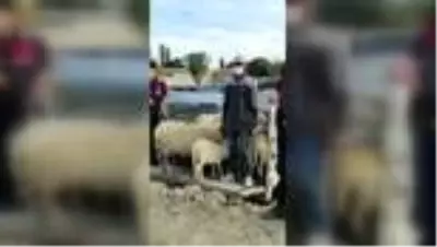 Başkentte hayvan hırsızlığı Başkentte hayvan hırsızlığı