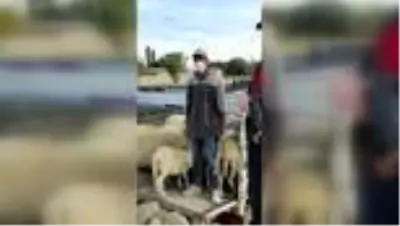 Başkentte hayvan hırsızlığı Başkentte hayvan hırsızlığı
