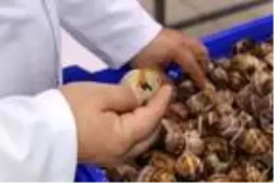 Bilecik'ten dünyaya 700 ton salyangoz dolması ihracatı Bilecik'ten dünyaya 700 ton salyangoz dolması ihracatı
