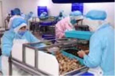 Bilecik'ten dünyaya 700 ton salyangoz dolması ihracatı Bilecik'ten dünyaya 700 ton salyangoz dolması ihracatı