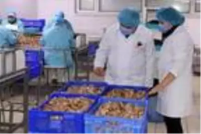 Bilecik'ten dünyaya 700 ton salyangoz dolması ihracatı Bilecik'ten dünyaya 700 ton salyangoz dolması ihracatı