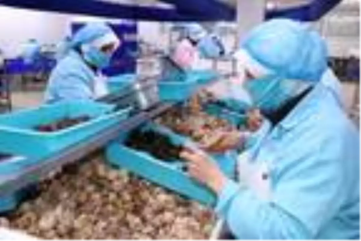 Bilecik'ten dünyaya 700 ton salyangoz dolması ihracatı