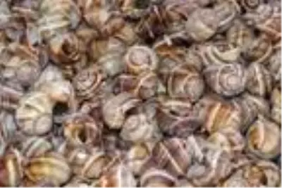 Bilecik'ten dünyaya 700 ton salyangoz dolması ihracatı Bilecik'ten dünyaya 700 ton salyangoz dolması ihracatı