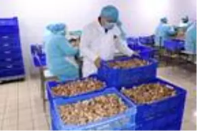 Bilecik'ten dünyaya 700 ton salyangoz dolması ihracatı Bilecik'ten dünyaya 700 ton salyangoz dolması ihracatı