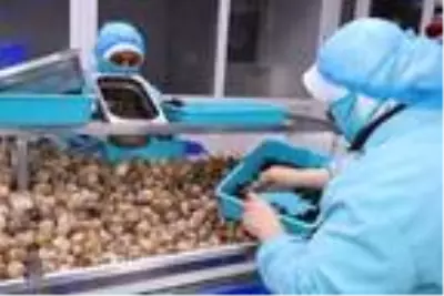 Bilecik'ten dünyaya 700 ton salyangoz dolması ihracatı Bilecik'ten dünyaya 700 ton salyangoz dolması ihracatı
