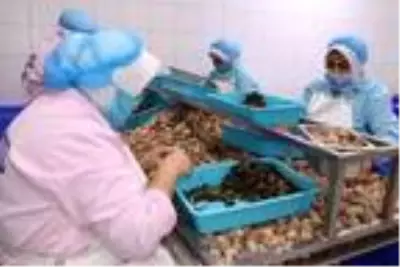 Bilecik'ten dünyaya 700 ton salyangoz dolması ihracatı Bilecik'ten dünyaya 700 ton salyangoz dolması ihracatı