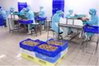 Bilecik'ten dünyaya 700 ton salyangoz dolması ihracatı Bilecik'ten dünyaya 700 ton salyangoz dolması ihracatı