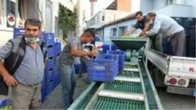 Tarım Kredi Kooperatifi zeytin alım fiyatını açıkladı Tarım Kredi Kooperatifi zeytin alım fiyatını açıkladı