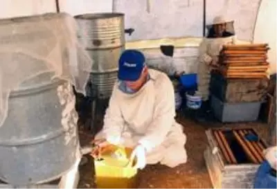 Çam balında kayıp yıl Çam balında kayıp yıl