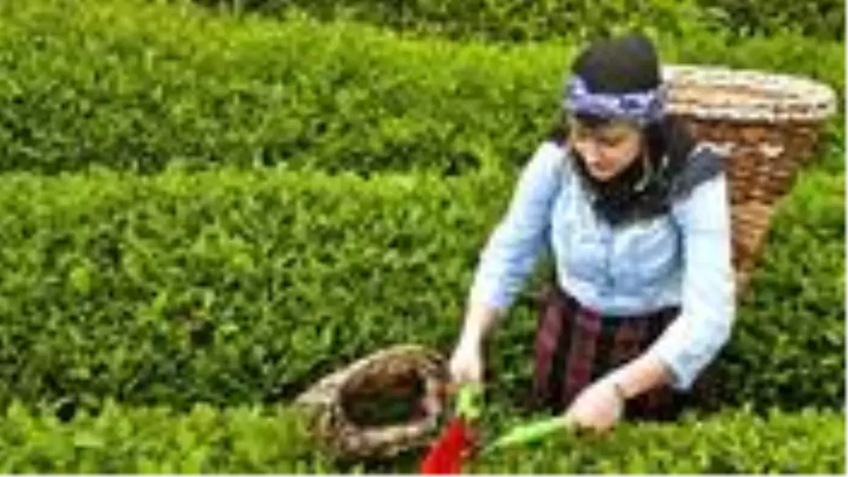 ÇAYKUR, yaş çay bedeli ödemelerine yarın başlayacak