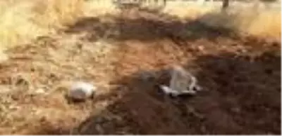 Ceylanpınar'da, yol kenarında 8 kilo patlayıcı bulundu Ceylanpınar'da, yol kenarında 8 kilo patlayıcı bulundu