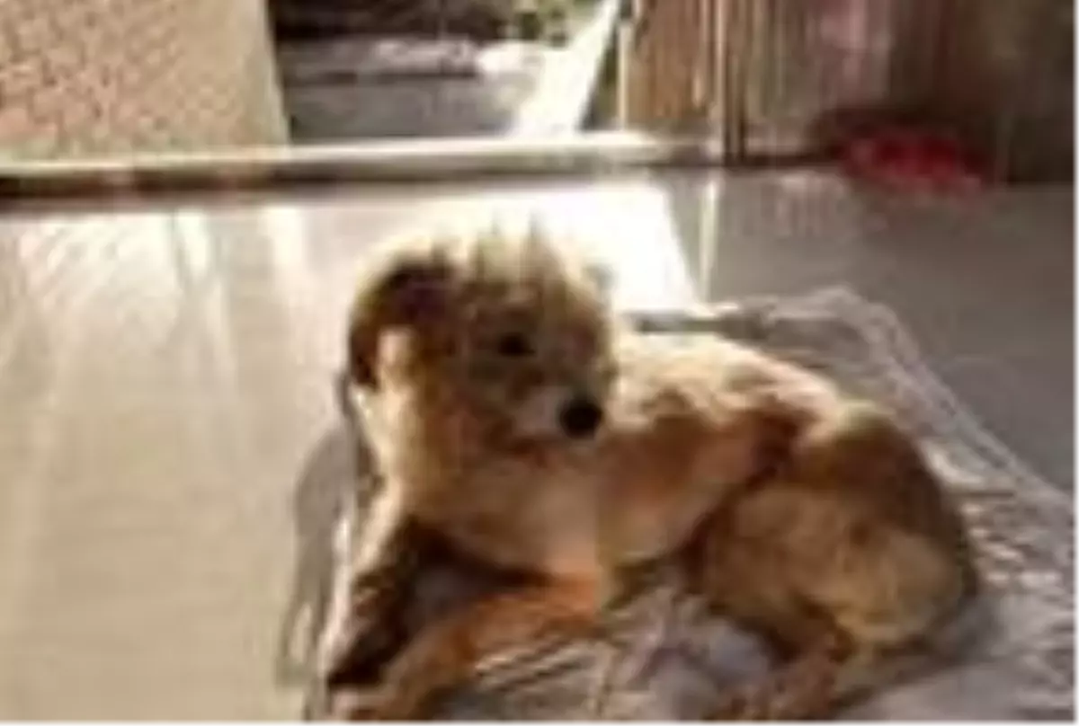 Çin'de kaybolan köpek, sahiplerine dönmek için 60 kilometre yürüdü