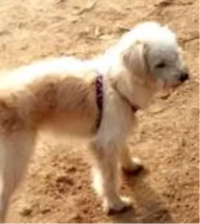 Çin'de kaybolan köpek, sahiplerine dönmek için 60 kilometre yürüdü Çin'de kaybolan köpek, sahiplerine dönmek için 60 kilometre yürüdü