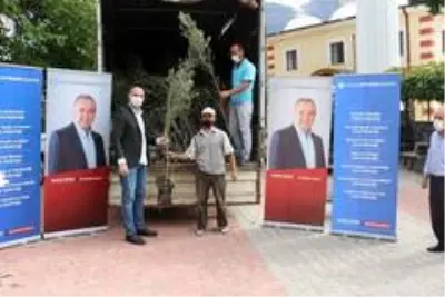 İbradı'da çiftçiye zeytin ve defne fidesi dağıtıldı İbradı'da çiftçiye zeytin ve defne fidesi dağıtıldı