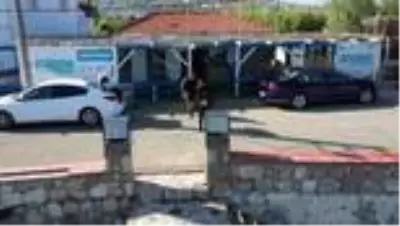 Karaburun'u 'hayalet ağlardan' temizliyorlar Karaburun'u 'hayalet ağlardan' temizliyorlar
