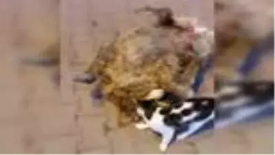 Kediyle köpeğin dostluğu kamerada Kediyle köpeğin dostluğu kamerada