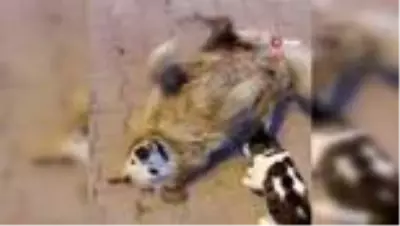Kediyle köpeğin dostluğu kamerada Kediyle köpeğin dostluğu kamerada