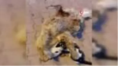 Kediyle köpeğin dostluğu kamerada Kediyle köpeğin dostluğu kamerada