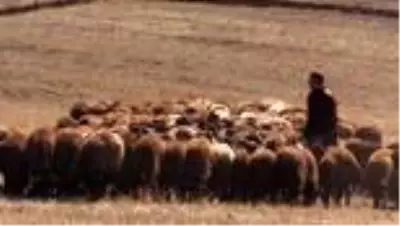 'Köyümde Yaşamak İçin Bir Sürü Neden Projesi'nde çiftçilere koyun dağıtıldı 'Köyümde Yaşamak İçin Bir Sürü Neden Projesi'nde çiftçilere koyun dağıtıldı