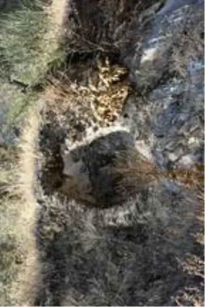 Nazilli'de Bizans dönemine ait yerleşim yerleri keşfedildi Nazilli'de Bizans dönemine ait yerleşim yerleri keşfedildi