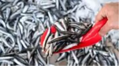 Palamudun yerini almaya hazırlanan hamsi 30 liradan satılıyor Palamudun yerini almaya hazırlanan hamsi 30 liradan satılıyor