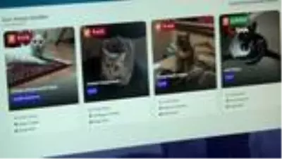 Pandemide kayıp evcil hayvan ilanları 4 kat arttı