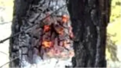 Sinop'ta çıkan orman yangını söndürüldü Sinop'ta çıkan orman yangını söndürüldü
