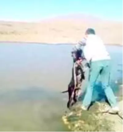 Vicdansızların sıpaya yaptığı işkence cezasız kalmadı Vicdansızların sıpaya yaptığı işkence cezasız kalmadı