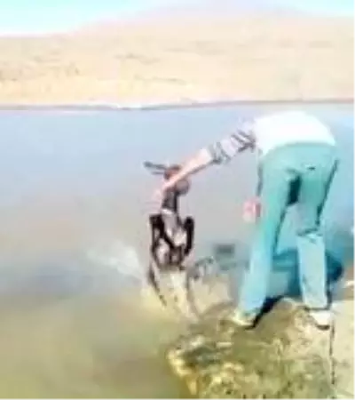 Vicdansızların sıpaya yaptığı işkence cezasız kalmadı Vicdansızların sıpaya yaptığı işkence cezasız kalmadı
