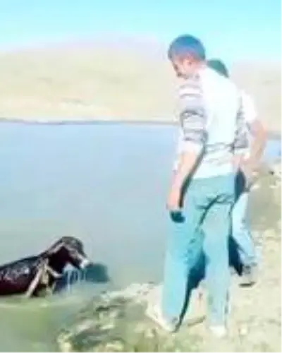 Vicdansızların sıpaya yaptığı işkence cezasız kalmadı Vicdansızların sıpaya yaptığı işkence cezasız kalmadı