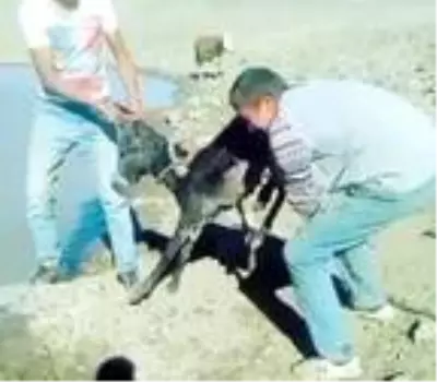 Vicdansızların sıpaya yaptığı işkence cezasız kalmadı Vicdansızların sıpaya yaptığı işkence cezasız kalmadı