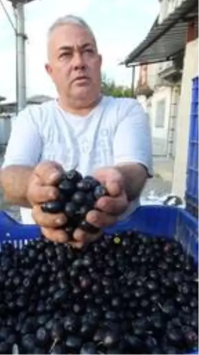 Tarım Kredi Kooperatifi zeytin alım fiyatını açıkladı Tarım Kredi Kooperatifi zeytin alım fiyatını açıkladı