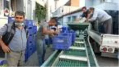 Tarım Kredi Kooperatifi zeytin alım fiyatını açıkladı Tarım Kredi Kooperatifi zeytin alım fiyatını açıkladı