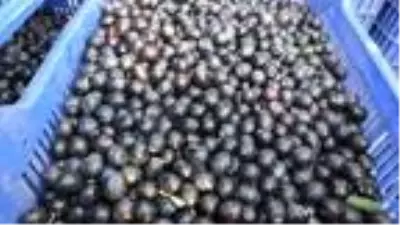 Tarım Kredi Kooperatifi zeytin alım fiyatını açıkladı Tarım Kredi Kooperatifi zeytin alım fiyatını açıkladı